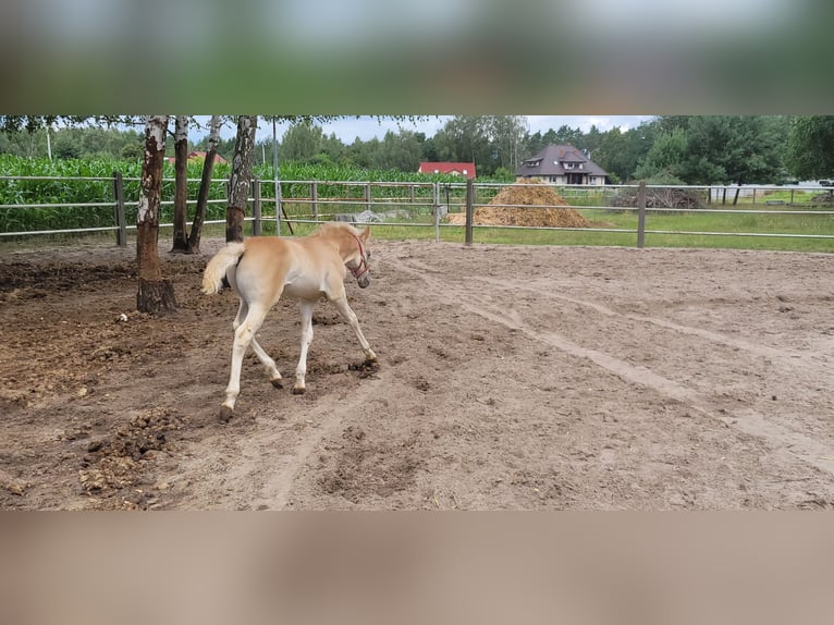 Haflinger Étalon 1 Année Alezan in Wolica