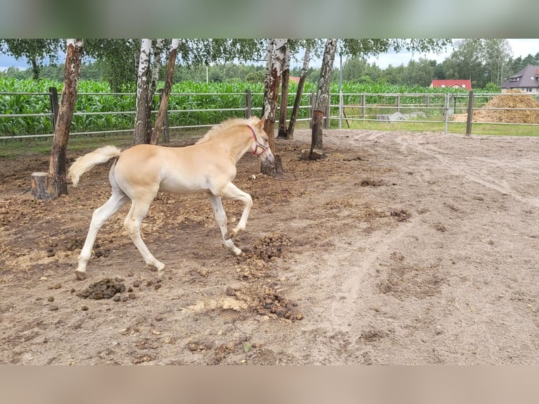 Haflinger Étalon 1 Année Alezan in Wolica