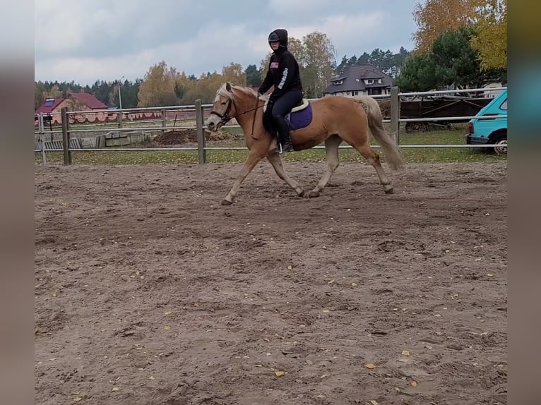 Haflinger Étalon 1 Année Alezan in Wolica