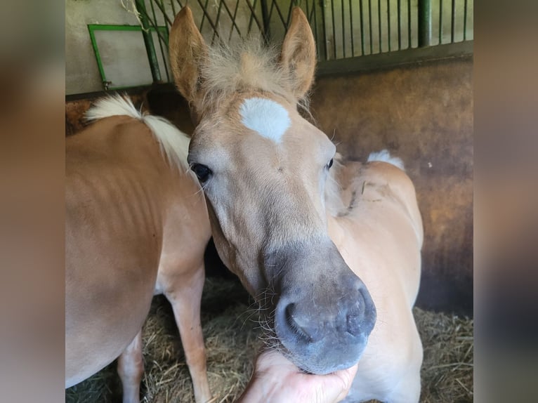 Haflinger Étalon 1 Année Alezan in Wolica