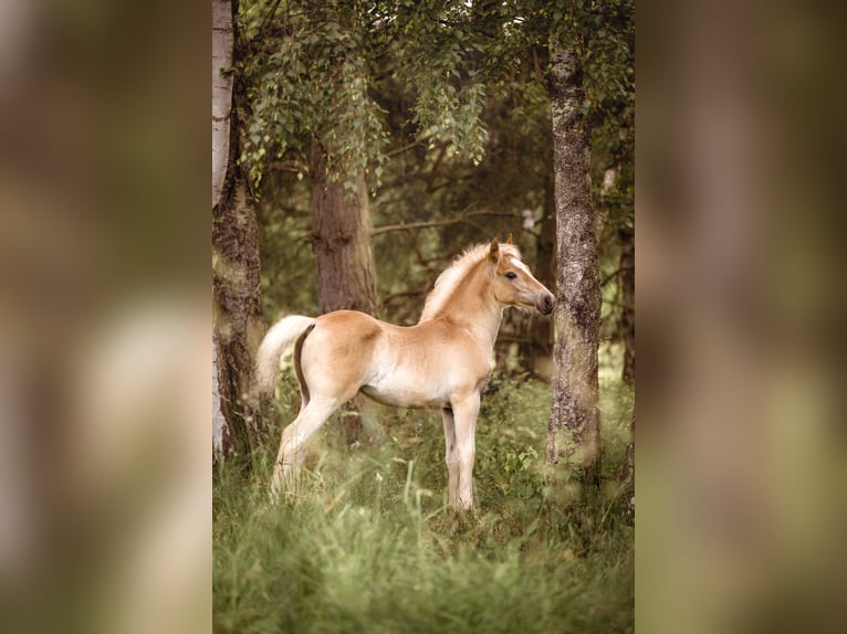 Haflinger Étalon 1 Année in Heideck