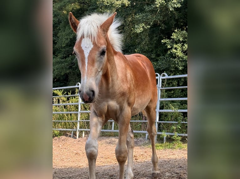 Haflinger Étalon 1 Année in Heideck