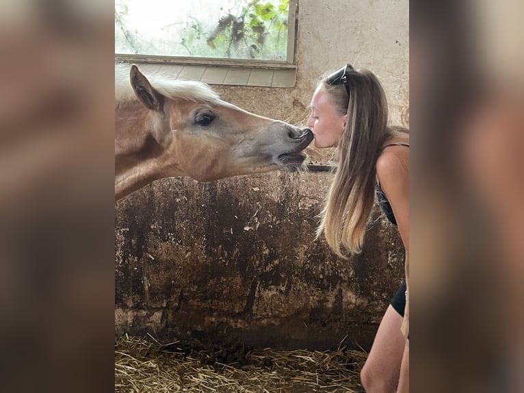 Haflinger Étalon 1 Année in Heideck