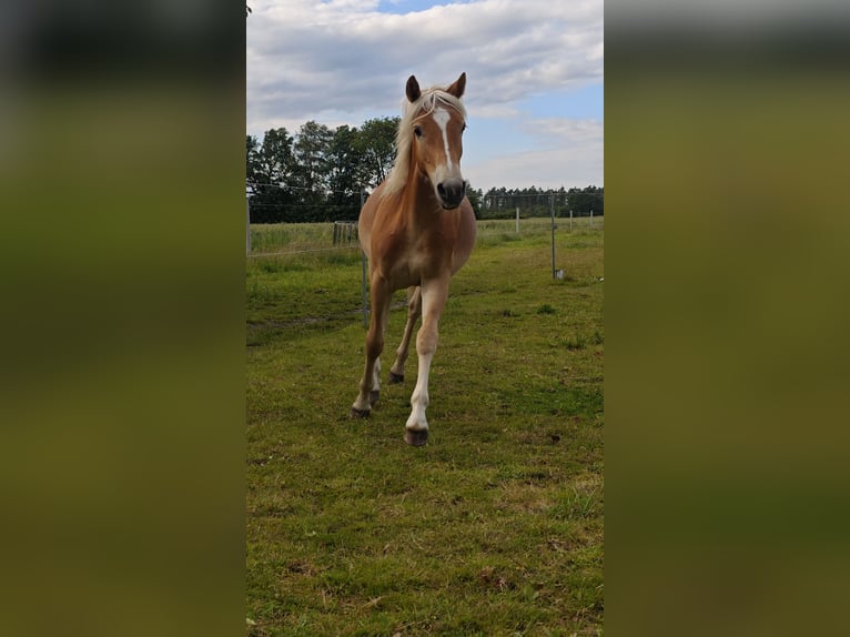 Haflinger Étalon 1 Année in Haren