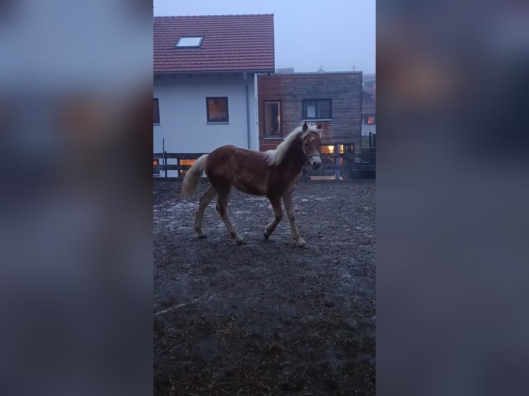 Haflinger Étalon 1 Année Bai clair in Kraftisried