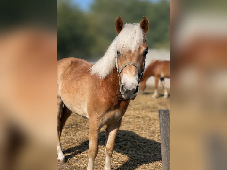 Haflinger Étalon 1 Année  in Tadten