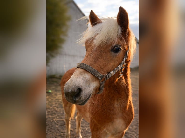 Haflinger Étalon 1 Année  in Tadten