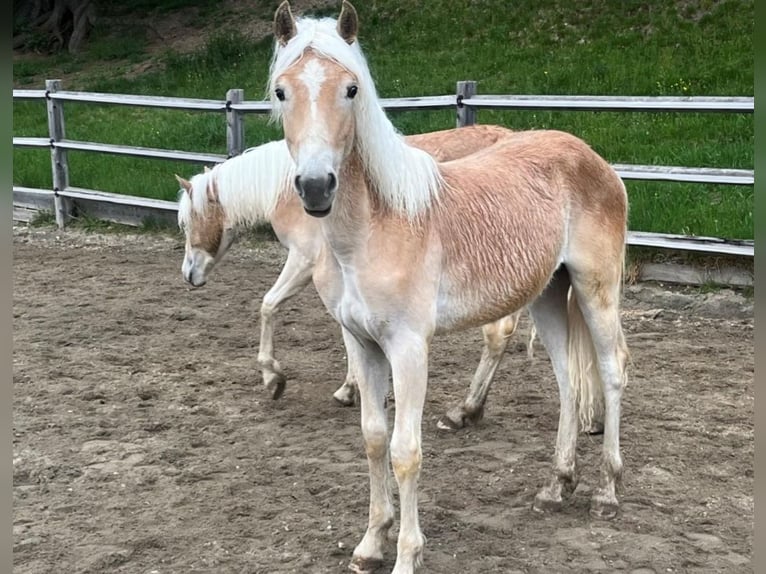 Haflinger Étalon 1 Année in Niederzier