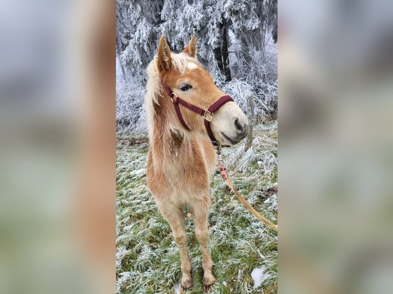 Haflinger Étalon 1 Année in Bereborn