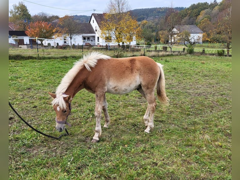 Haflinger Étalon 1 Année in Bereborn