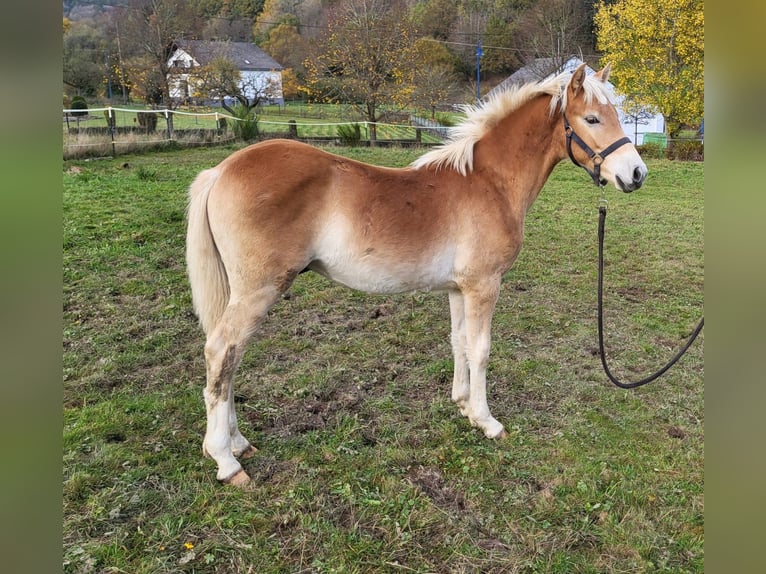 Haflinger Étalon 1 Année in Bereborn