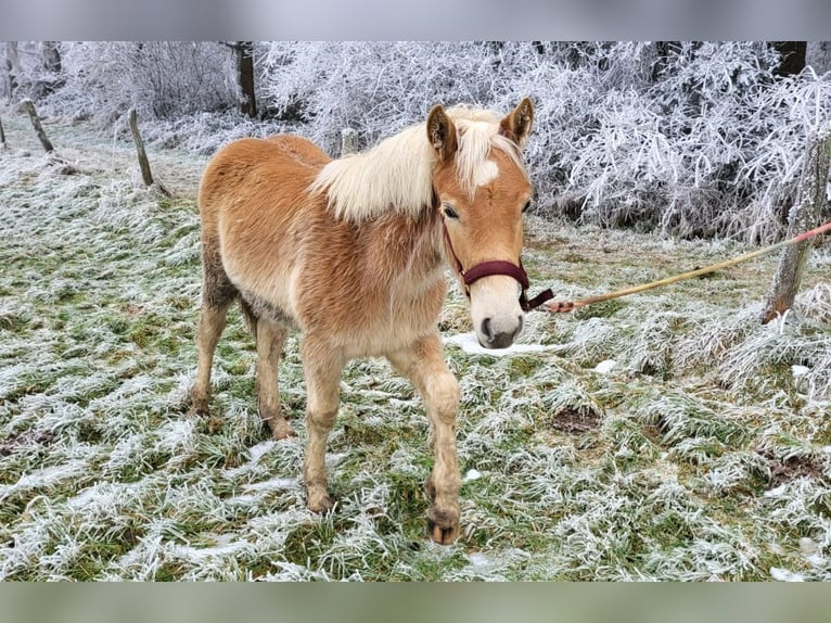 Haflinger Étalon 1 Année in Bereborn