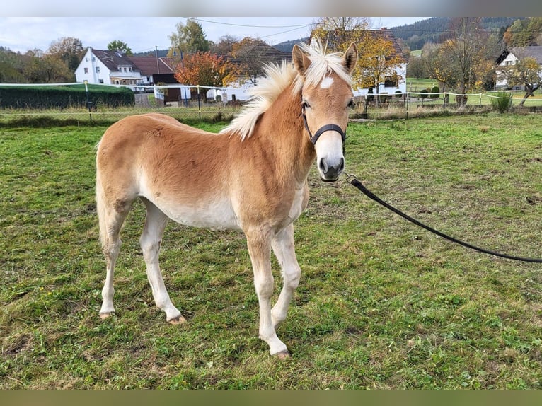 Haflinger Étalon 1 Année in Bereborn