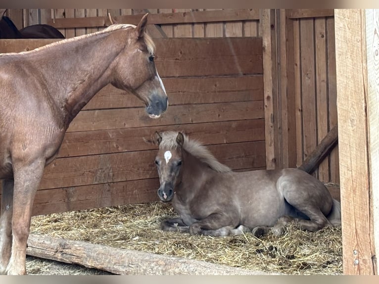 Haflinger Croisé Étalon 1 Année  in Frohnleiten