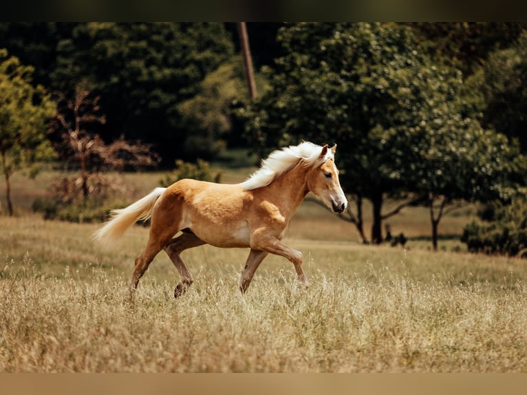 Haflinger Étalon 1 Année  in Bad Schwalbach