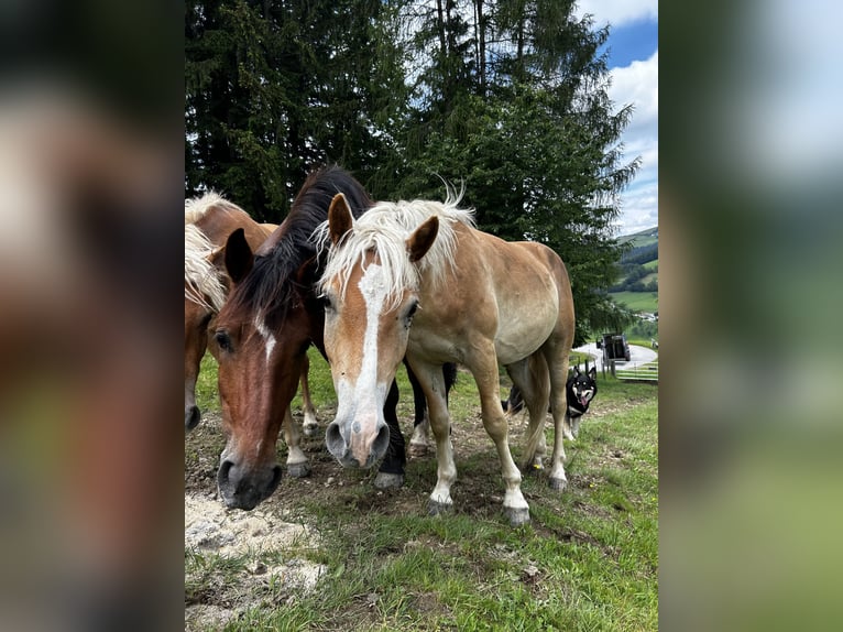 Haflinger Étalon 1 Année in Randegg