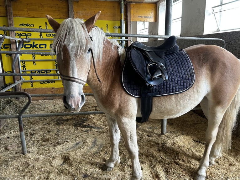 Haflinger Étalon 1 Année in Randegg