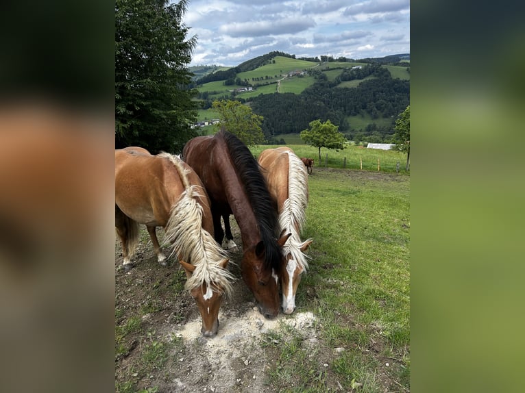 Haflinger Étalon 1 Année in Randegg