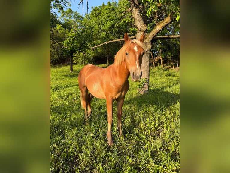 Haflinger Croisé Étalon 1 Année  in Tastungen