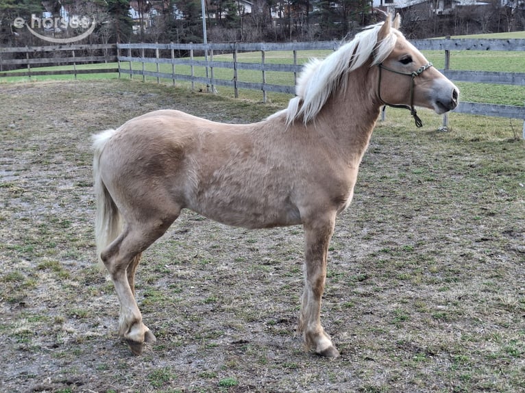 Haflinger Étalon 1 Année  in Tösens