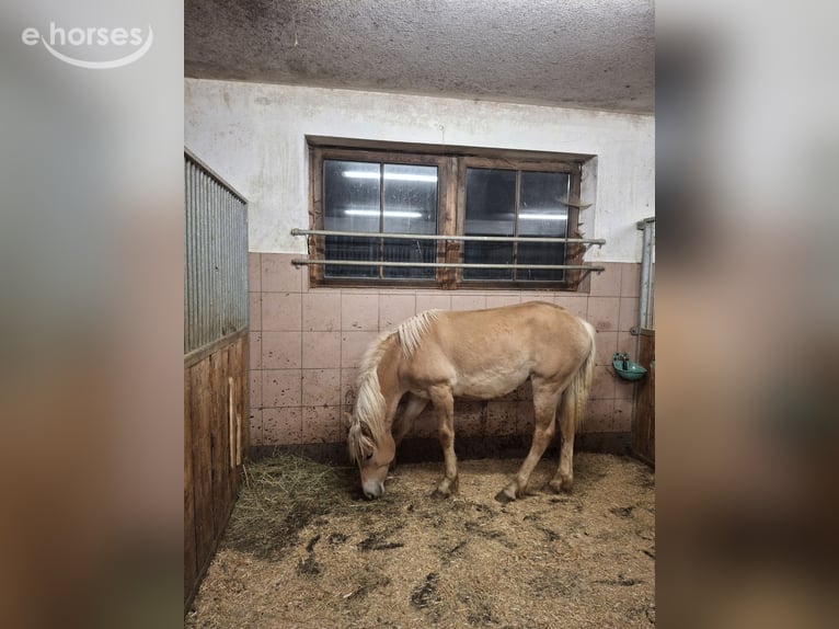 Haflinger Étalon 1 Année  in Tösens