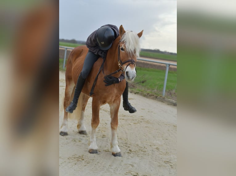 Haflinger Étalon 22 Ans 140 cm Palomino in Geilenkirchen