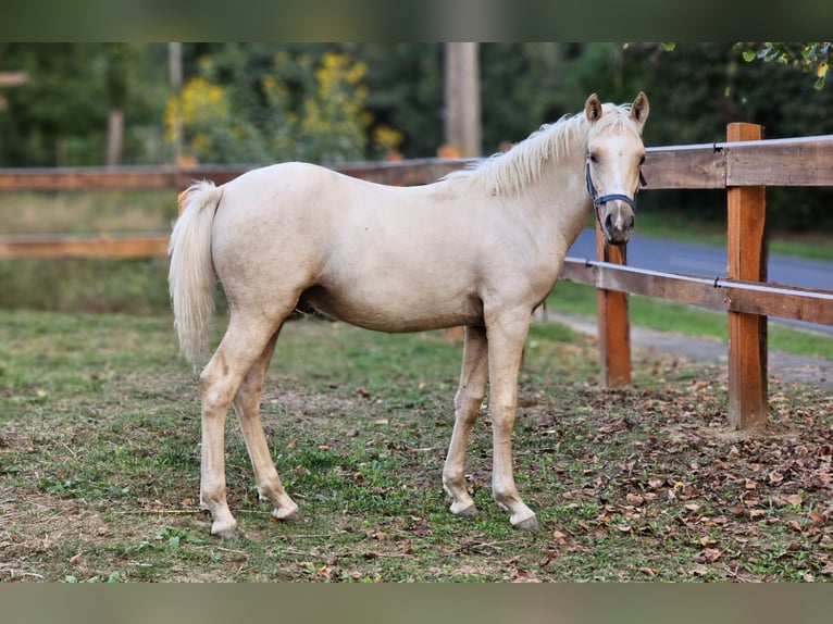 Haflinger Croisé Étalon 2 Ans 137 cm Palomino in Visz