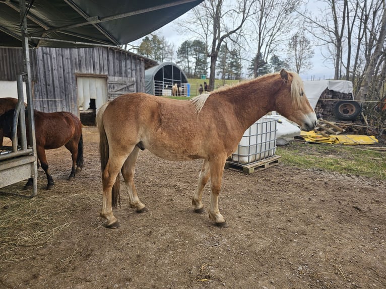 Haflinger Étalon 2 Ans 148 cm Alezan in Helsa