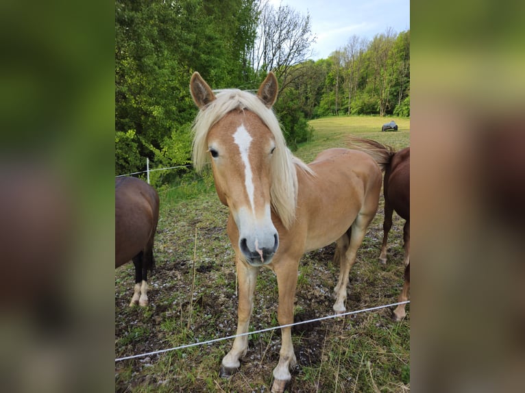 Haflinger Étalon 2 Ans 148 cm Alezan in Helsa