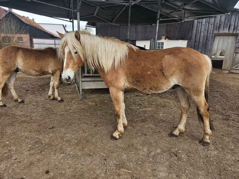 Haflinger Étalon 2 Ans 148 cm Alezan in Helsa