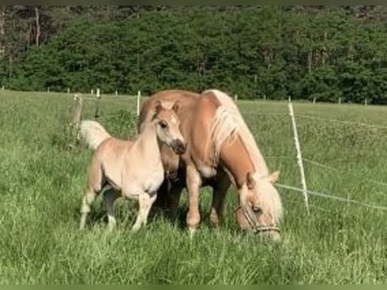 Haflinger Étalon 2 Ans 148 cm  in Suhlendorf