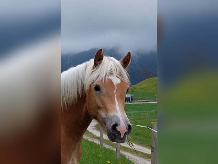 Haflinger Étalon 2 Ans 148 cm in Imst