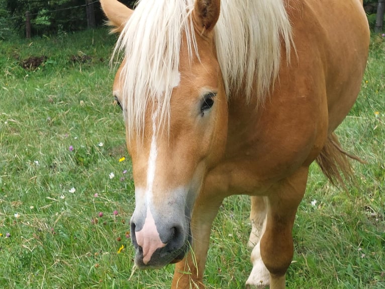 Haflinger Étalon 2 Ans 148 cm in Imst