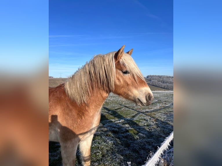 Haflinger Étalon 2 Ans 149 cm Alezan in Gera