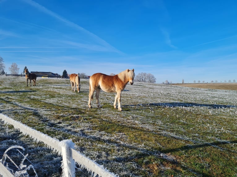 Haflinger Étalon 2 Ans 149 cm Alezan in Gera