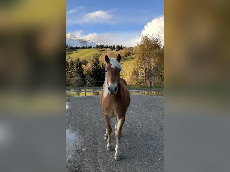 Haflinger Étalon 2 Ans 149 cm Alezan in St.Peter am Kammersberg