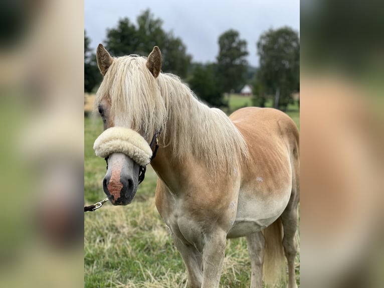 Haflinger Étalon 2 Ans 150 cm Alezan in Dahlenburg