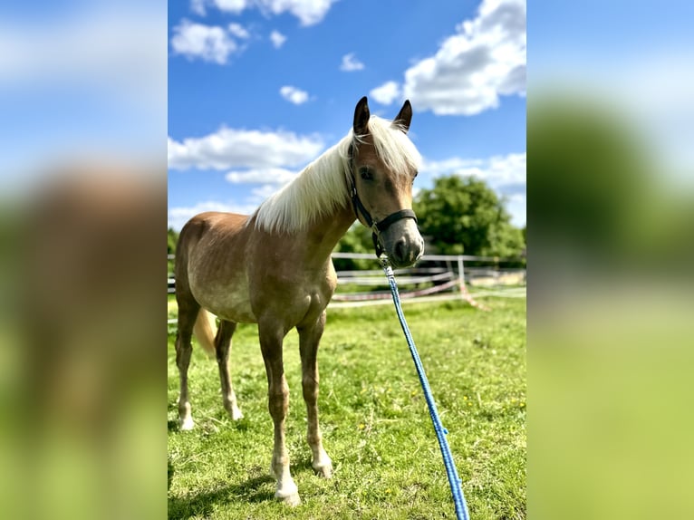 Haflinger Étalon 2 Ans 150 cm Alezan in Falkenberg
