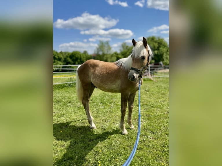 Haflinger Étalon 2 Ans 150 cm Alezan in Falkenberg