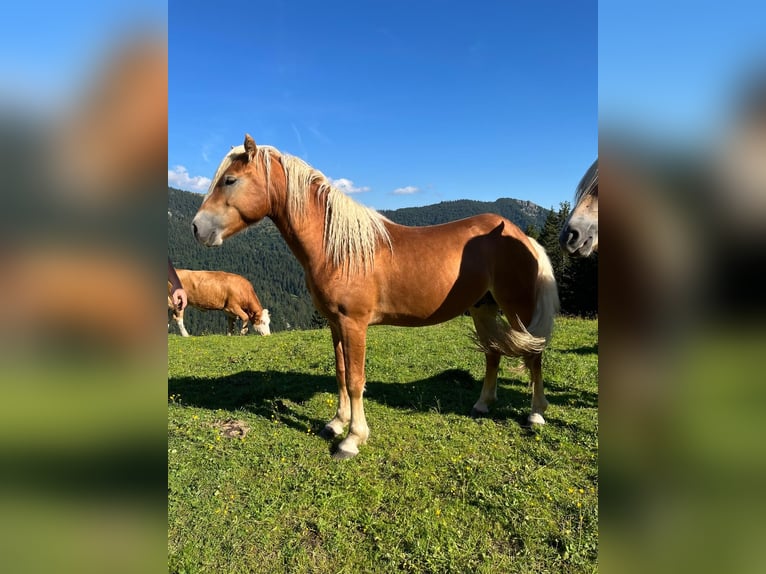 Haflinger Étalon 2 Ans 150 cm Alezan in Höchstadt an der Aisch