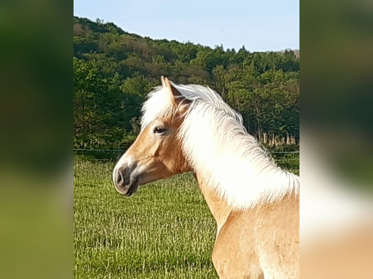 Haflinger Étalon 2 Ans 150 cm Alezan in Wabern-Harle