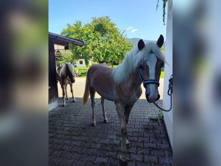 Haflinger Étalon 2 Ans 150 cm Alezan in Ruhpolding