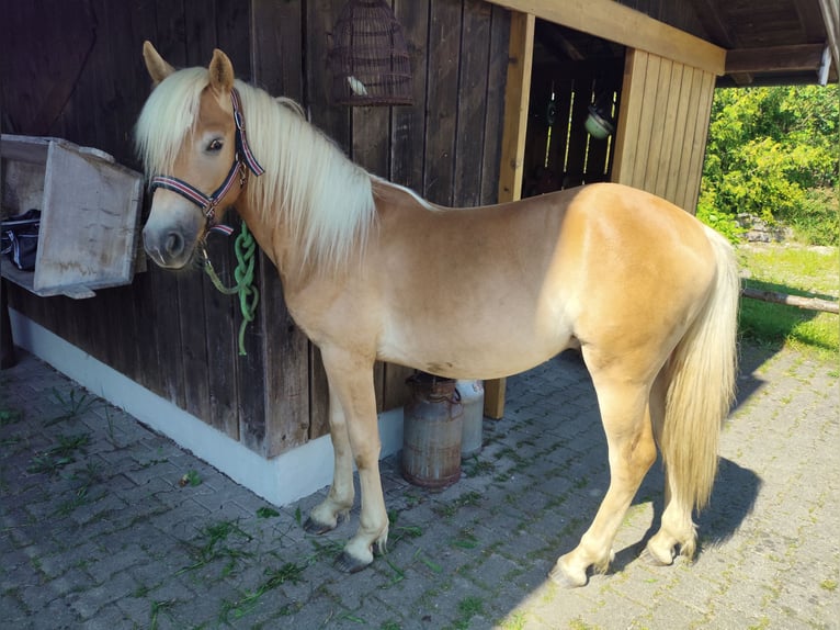 Haflinger Étalon 2 Ans 150 cm Alezan in Ruhpolding