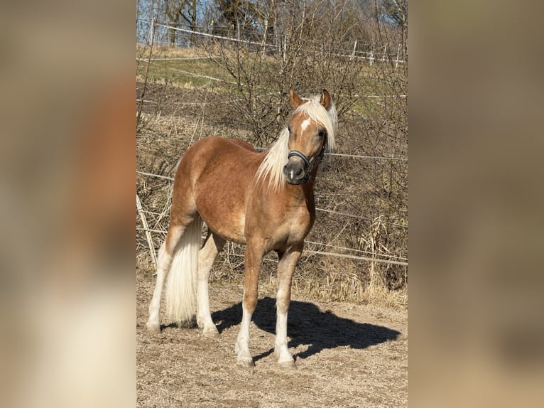 Haflinger Étalon 2 Ans 150 cm Alezan in Falkenberg