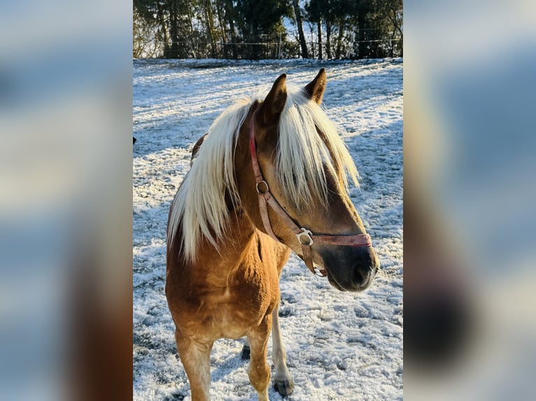 Haflinger Étalon 2 Ans 150 cm Alezan in Falkenberg