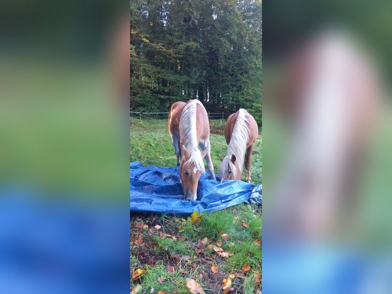 Haflinger Étalon 2 Ans 150 cm Alezan in JABREILLES LES BORDES