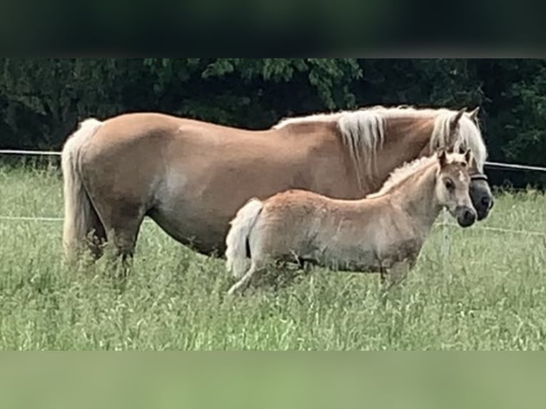 Haflinger Étalon 2 Ans 150 cm in Suhlendorf