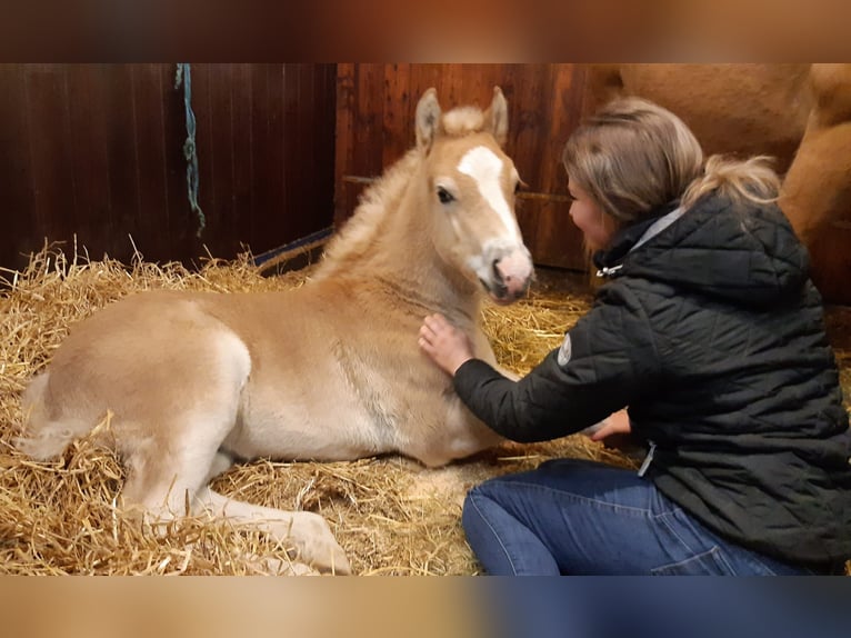 Haflinger Étalon 2 Ans 152 cm Alezan in Achim