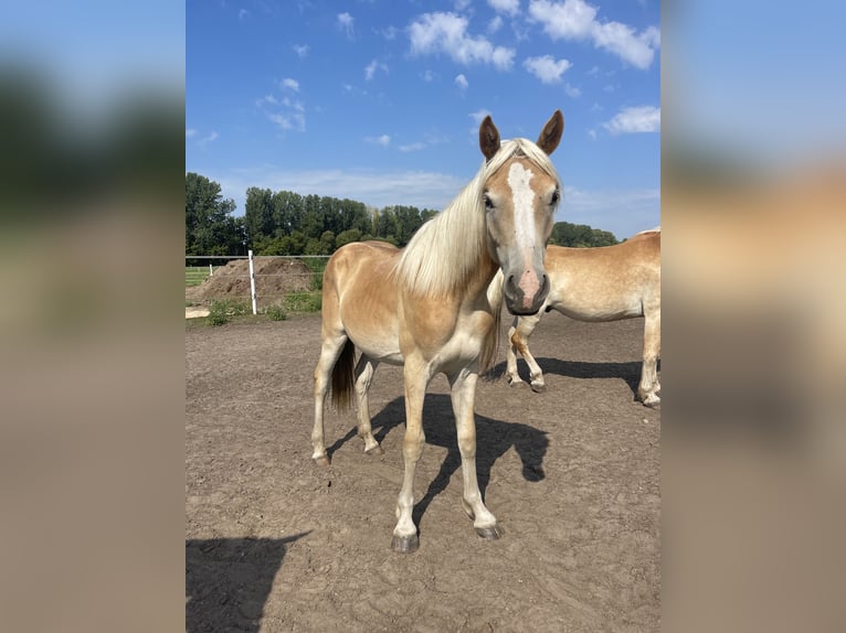 Haflinger Étalon 2 Ans 152 cm in Trebbin