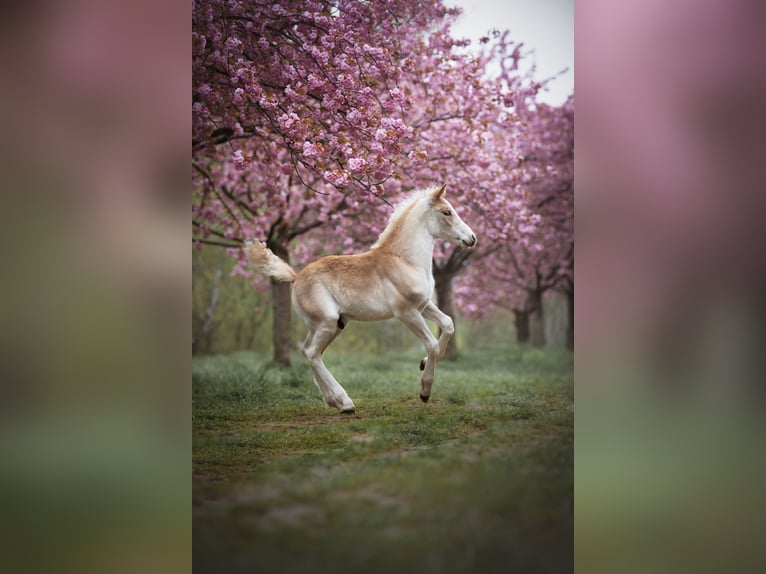 Haflinger Étalon 2 Ans 152 cm in Trebbin